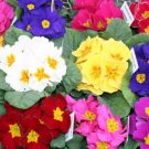 20  Fresh Danova Mix Primula Seeds, ready to your garden  #ABG1