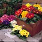 20  Fresh Danova Mix Primula Seeds, ready to your garden  #ABG1