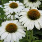 40 Fresh Flower Seed  Alba Echinacea  easy to grow #ABG1