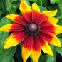 40  Fresh Seed  Rudbeckia Becky Cinnamon Bi-colo #ABG1