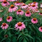 Purpurea Echinacea, 40   Fresh Seed  easy to grow #ABG1