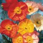 Party Fun Mix Poppy 25 Fresh Seed #ABG1