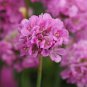40 seeds per pack Fresh Seed, Armeria Ballerina Mix ready to plant  #ABG1