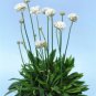 40 seeds per pack Fresh Seed, Armeria Ballerina Mix ready to plant  #ABG1