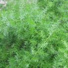 Sperengi Asparagus 25 Fresh Seed ,great for your garden #ABG1