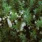 Sperengi Asparagus 25 Fresh Seed ,great for your garden #ABG1