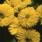 40  Fresh Seed Bon Bon Mix Calendula  easy to grow #ABG1