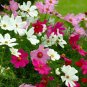 Sonata Series Cosmos 50  Fresh Seed, ready for your garden #ABG1