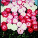 English Daisy Habanero Mix Bellis 40  Fresh Seed good for your garden #ABG1