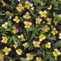 30  Fresh Seed   Viola Johnny Jump up Viola ready for your garden  #ABG1