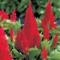 40 Fresh Seed Castle Series Scarlet Celosia,ready to plant #ABG1