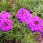 50 Fresh See Imagination Verbena easy to grow #ABG1