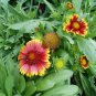 25  Fresh Seed  Arizona Sun Gaillardia seeds for your garden  #ABG1