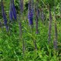 Blue Boquet Veronica Speedwell,40 Fresh seeds #ABG1