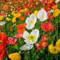 Champagne Bubbles Poppy, 25 Fresh Seed ready for your garden #ABG1