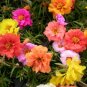 20 Flower Seed Moss Rose Portulaca Happy Hour Mix #ABG1