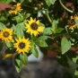 40 Fresh Seed Sanvitalia Mandarin Orange great for your garden #ABG1