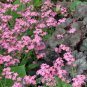 50 Fresh Seed  Forget Me Not Mysotis Victoria Rose   #ABG1