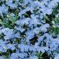 150  Fresh Seed Cambridge Blue Lobelia readyy for your garden #ABG1