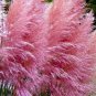 40 Seeds Ornamental Grass  Pink Pampas Ornamental   #ABG1