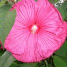 10   Fresh Flower Seed  Disco Belle Hibiscus ready for your garden  #ABG1