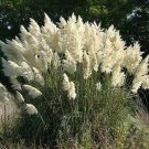 40  Fresh   Ornamental Grass  White Pampas Grass easy to grow #ABG1