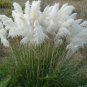 40 Fresh Ornamental Grass White Pampas Grass easy to grow #ABG1