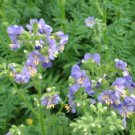 50   Fresh Flower Seed  Heavenly Habit Polemonium     #ABG1