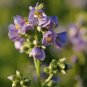 50   Fresh Flower Seed  Heavenly Habit Polemonium     #ABG1