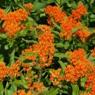 Asclepias Tuberosa Orange Butterfly Weed Fresh  40 Seeds #ABG1
