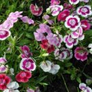 40  Fresh   Flower Seed Wee Willie Sweet Williams great for your garden  #ABG1