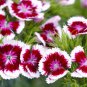 40  Fresh   Flower Seed Wee Willie Sweet Williams great for your garden  #ABG1