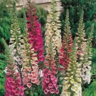 40    Fresh   Flower Seed Digitalis Foxy Mix great for your garden  #ABG1