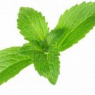 20   Fresh   Herb Seed  Stevia  great for your garden #ABG1
