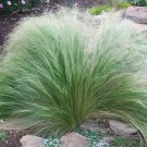 40 Fresh See Pony Tails Ornamental Grass Seeds  #ABG1
