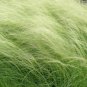 40 Fresh See Pony Tails Ornamental Grass Seeds #ABG1