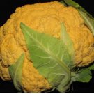 25 Fresh  Cauliflower Seed  Cheddar Cauliflower  #ABG1
