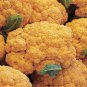 25 Fresh Cauliflower Seed Cheddar Cauliflower #ABG1