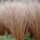 25 Ornamental Grass Seed  Red Rooster  easy to grow   #ABG1