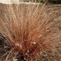 25 Ornamental Grass Seed Red Rooster easy to grow #ABG1