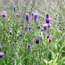 100 Fresh  Purple Prairie Clover Seeds , easy to grow #ABG1
