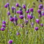 100 Fresh  Purple Prairie Clover Seeds , easy to grow #ABG1