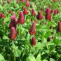 200  Fresh  Crimson Clover Seeds easy to grow #ABG1
