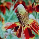 100 seeds vibrant color mexican hat easy to grow   #ABG2