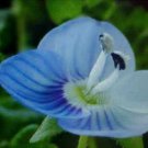 birds eye 3000 flower seeds  ready for your garden  #ABG2