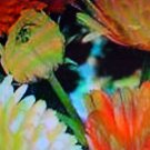 150 seeds calendula flower easy to grow  #ABG2