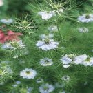 500 love in the mist annual flower seeds   #ABG2