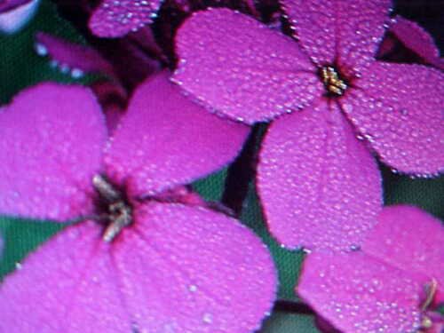 350 seeds dwarf candytaft ready for your garden #ABG2
