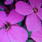350 seeds dwarf candytaft ready for your garden #ABG2