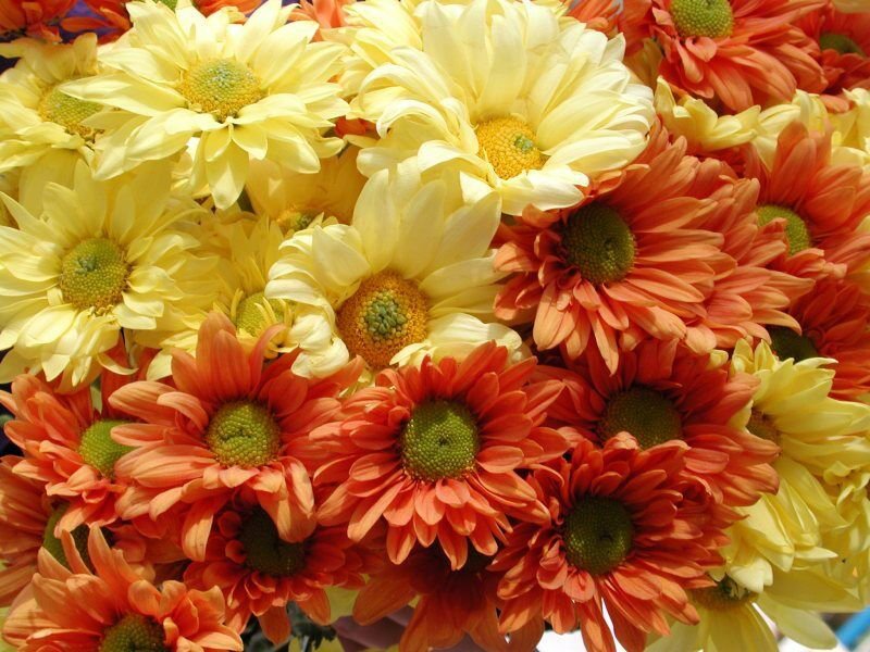 2000 heriloom daisy glorious seeds easy to grow  #ABG2